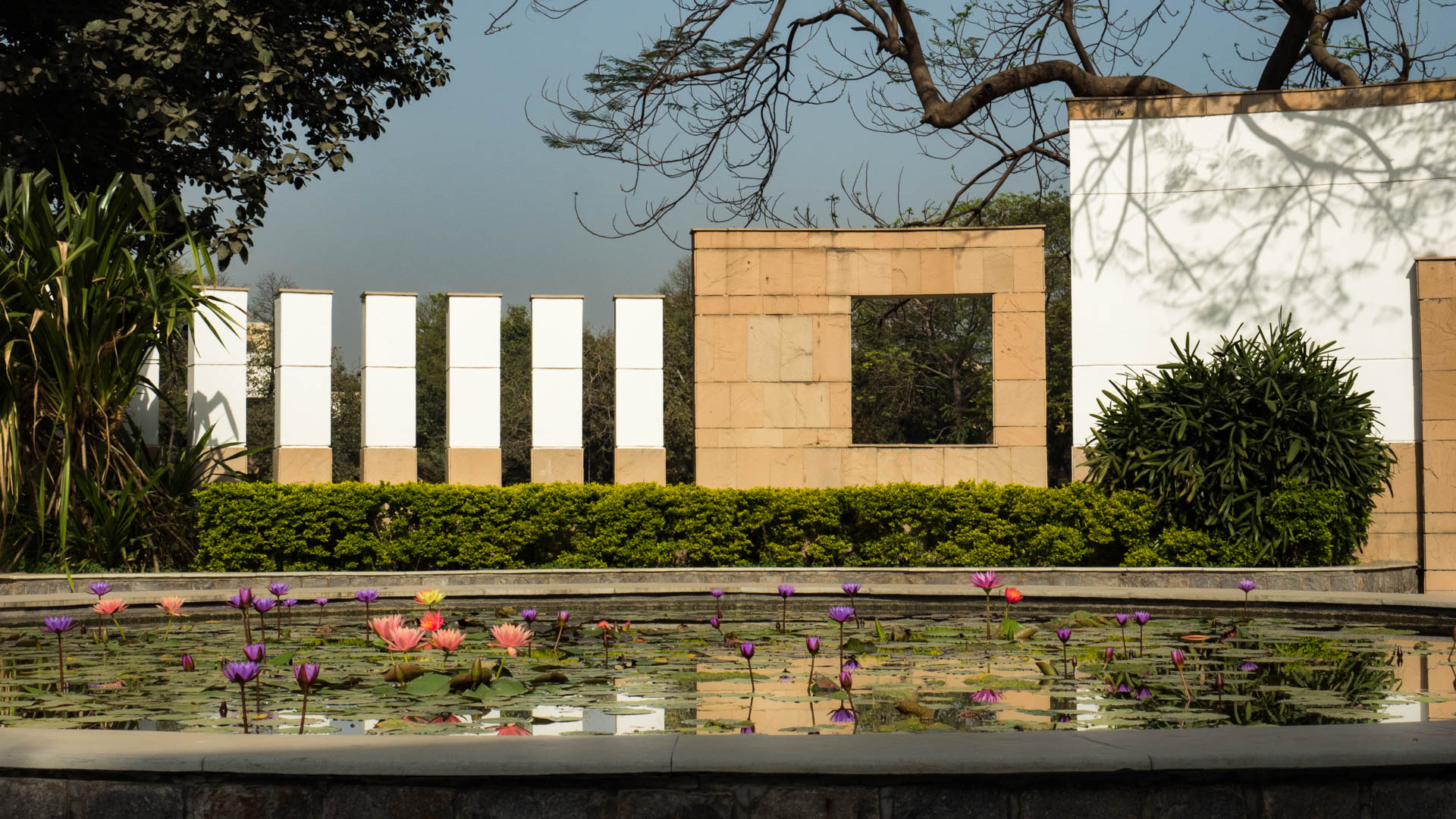 Lily Pond at Manava Bharati India International School